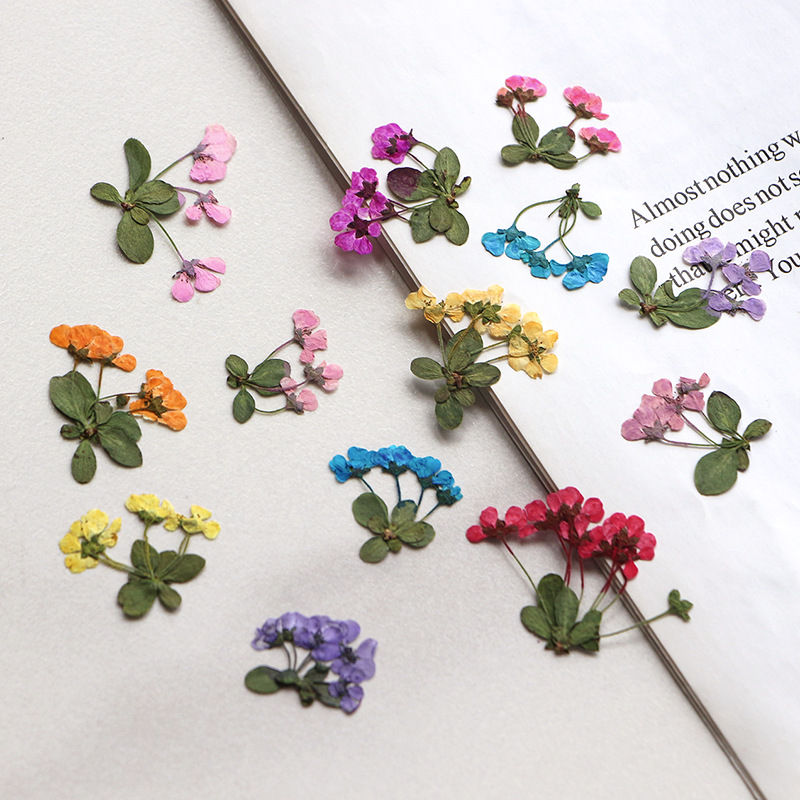 2-3 ซม./12 ชิ้น, ดอกไม้แห้ง, ก - Supply For Florist บทวิจารณ์และราคา