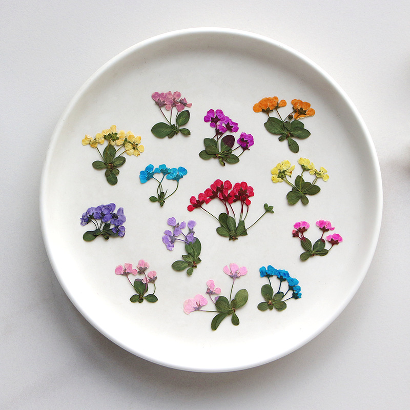 2-3 ซม./12 ชิ้น, ดอกไม้แห้ง, ก - Supply For Florist บทวิจารณ์และราคา