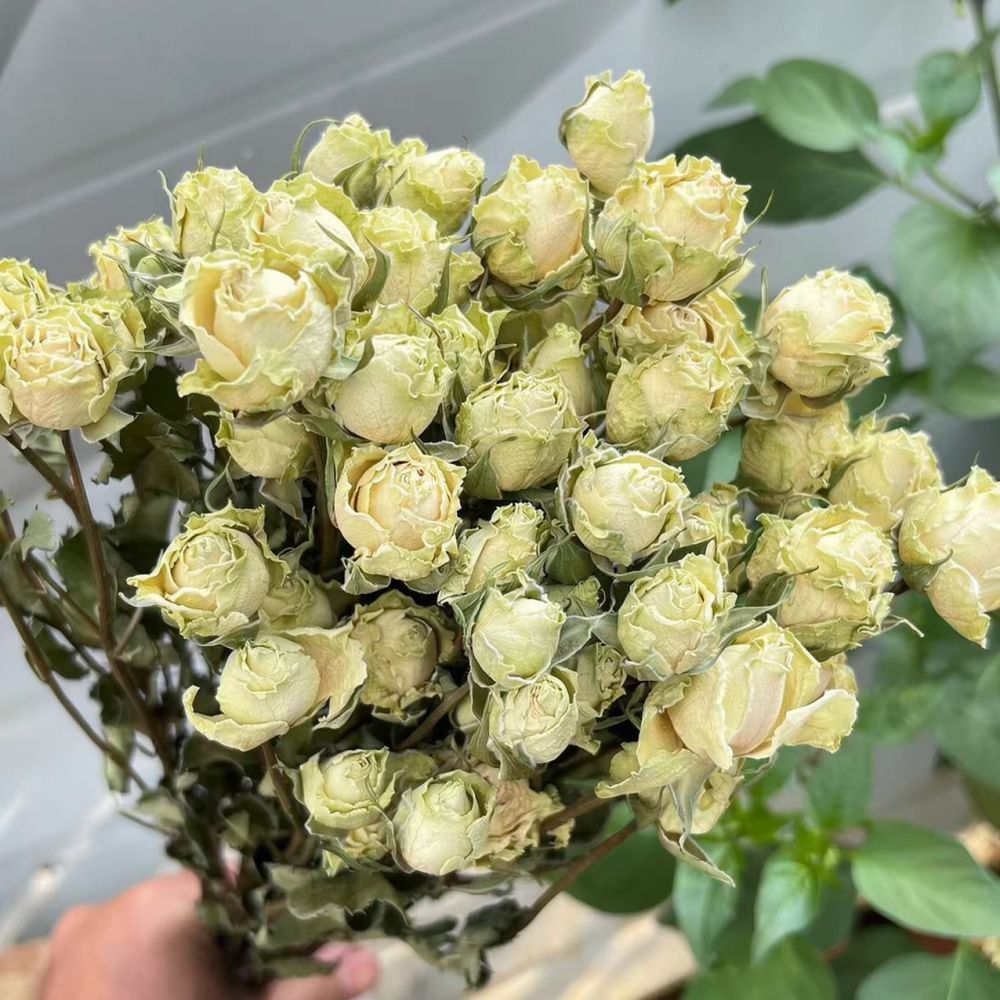 ช่อดอกกุหลาบแห้งจริง ดอกไม้แห้ - Dried Flower Bunch บทวิจารณ์และราคา