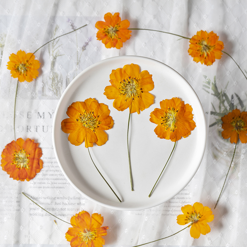 ดอกคอสมอสซัลฟูเรียสขนาดเล็ก 8- - Supply For Florist บทวิจารณ์และราคา