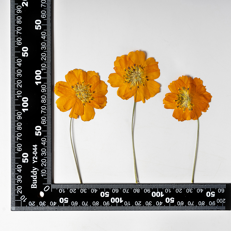 ดอกคอสมอสซัลฟูเรียสขนาดเล็ก 8- - Supply For Florist บทวิจารณ์และราคา