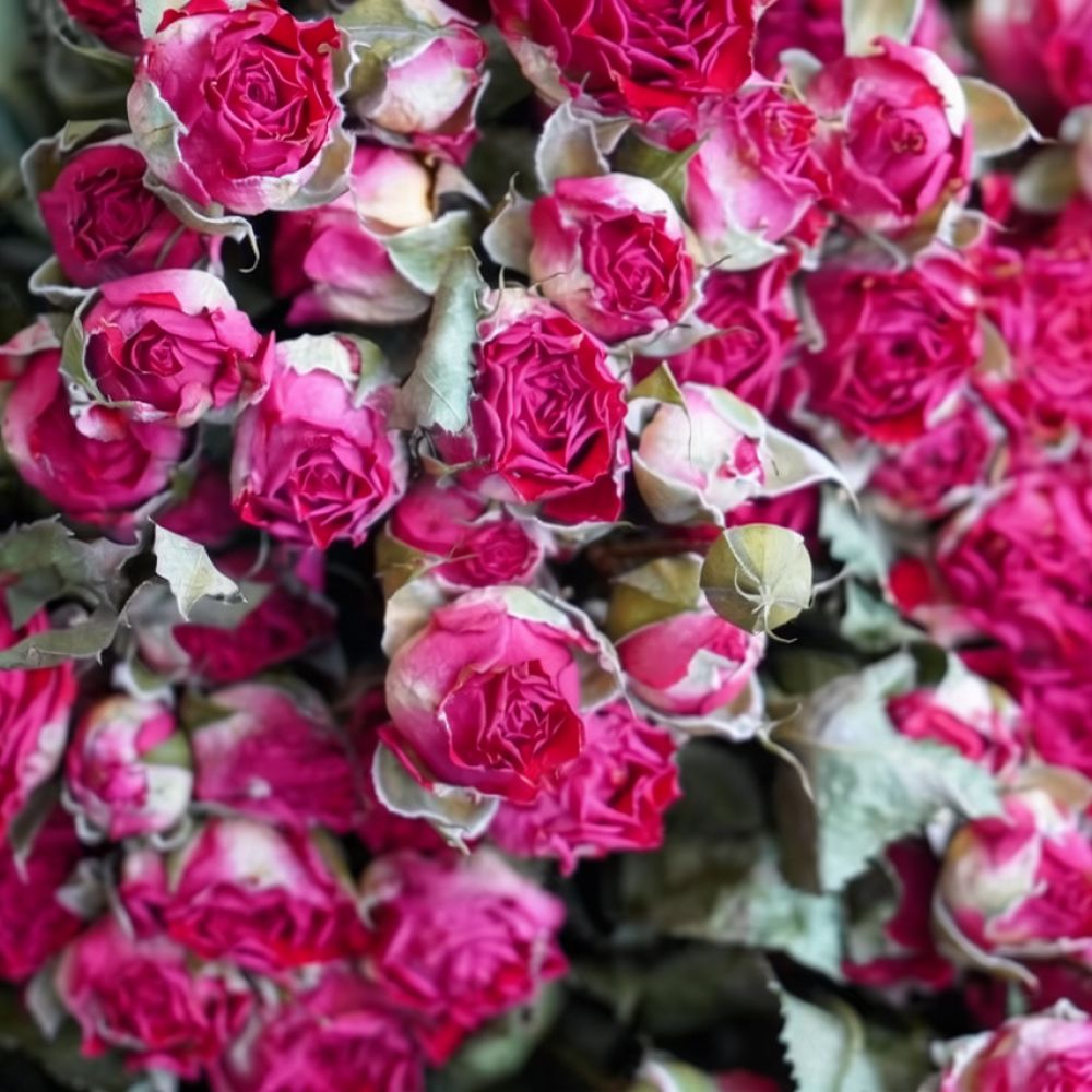 ช่อดอกกุหลาบแห้งธรรมชาติ สำหรั - Dried Flower Bunch บทวิจารณ์และราคา