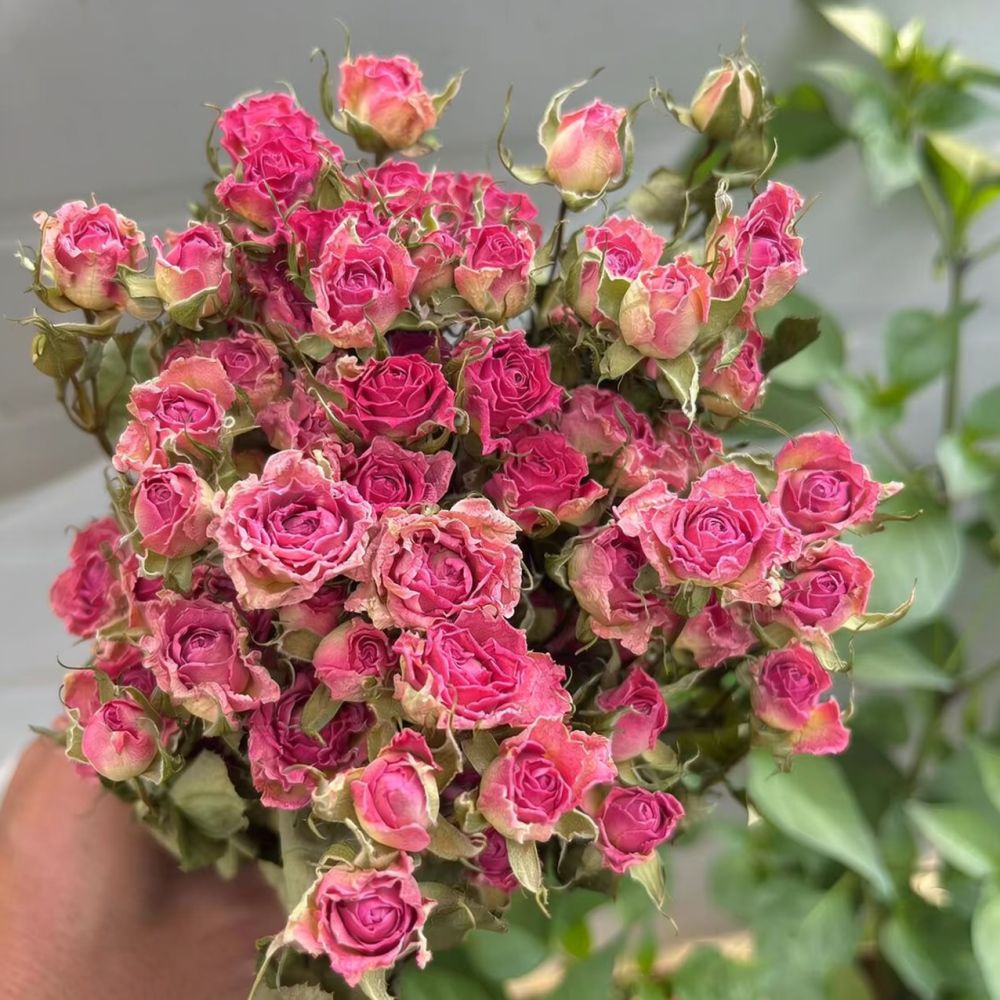 ช่อดอกกุหลาบแห้งธรรมชาติ สำหรั - Dried Flower Bunch บทวิจารณ์และราคา